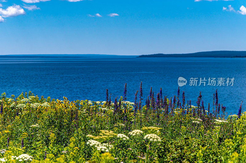 黄石湖岸边郁郁葱葱的美丽野花草地，风景秀丽