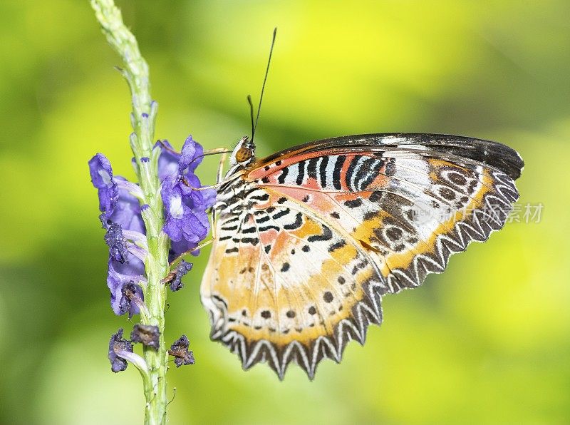 蝴蝶展开翅膀喝花汁——动物行为。