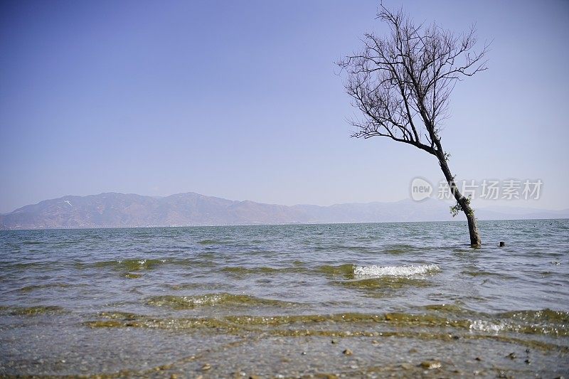 长在海上的树