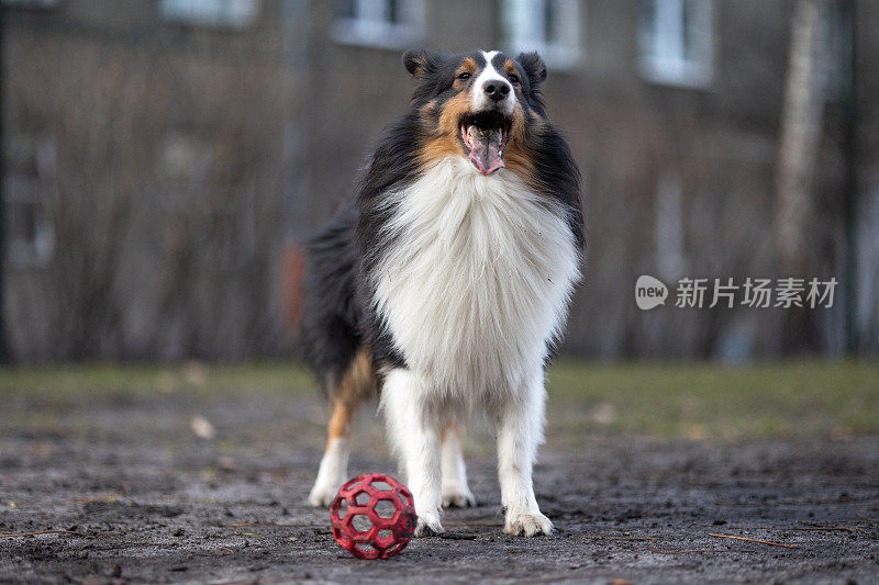 雪莉牧羊犬在玩球