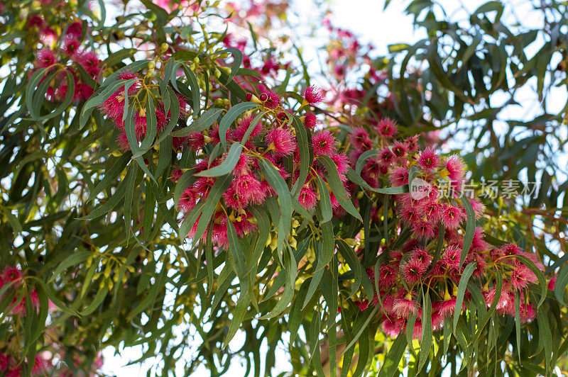 美丽的澳大利亚本土植物红色开花的桉树和桉树叶子在背景散焦