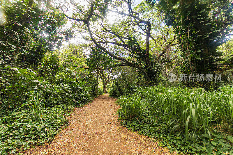 夏威夷热带雨林中的土路