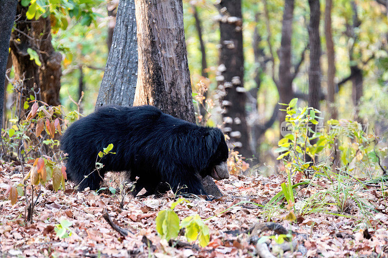 树懒熊在印度班德哈夫加尔国家公园的森林里