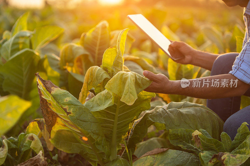 在烟草地里工作的农民。人们正在检查和使用数字平板电脑对种植后死亡的烟草植株进行管理、规划或分析。农业技术概念