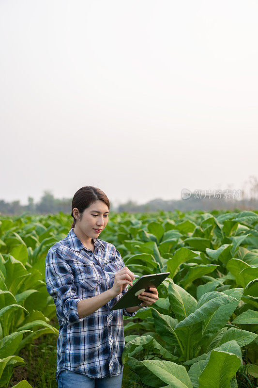 亚洲年轻农民拿着片检查葱绿的烟叶年轻农民和烟草种植园，农业综合经营的概念