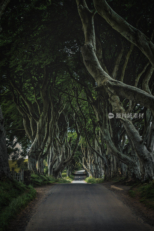 北爱尔兰-黑暗的树篱