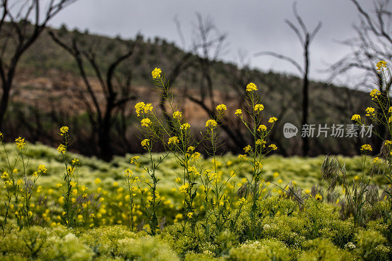 黄色的春花开花，烧焦的树和山的背景