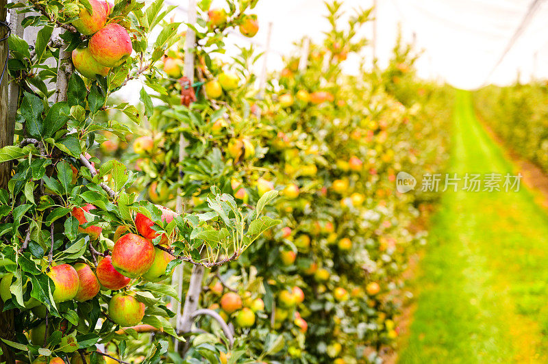 果园里挂在苹果树上的苹果