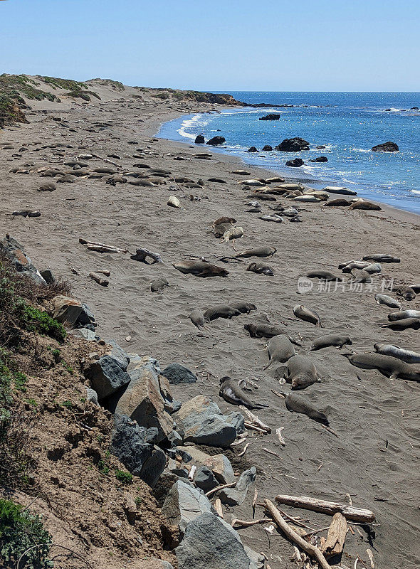 在圣西蒙北部的象海豹远景点附近，沿着加利福尼亚1号公路的海滩上的象海豹