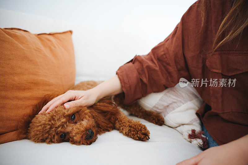 清晨，年轻女子和她的狗在沙发上相遇