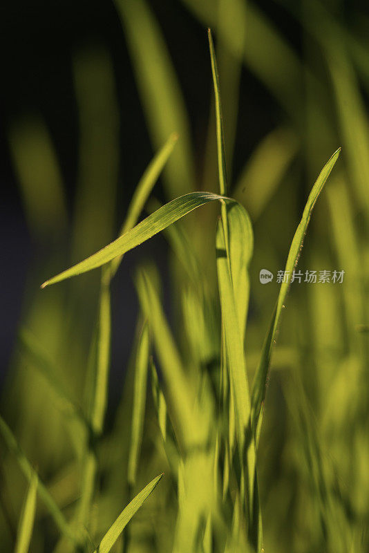 Elytrigia。多汁的高绿色沙发草的草本背景特写。鲜嫩明亮的草羊草再现了美丽的草本肌理、春水滴、麦草晨露、雨草坪的自然环境理念