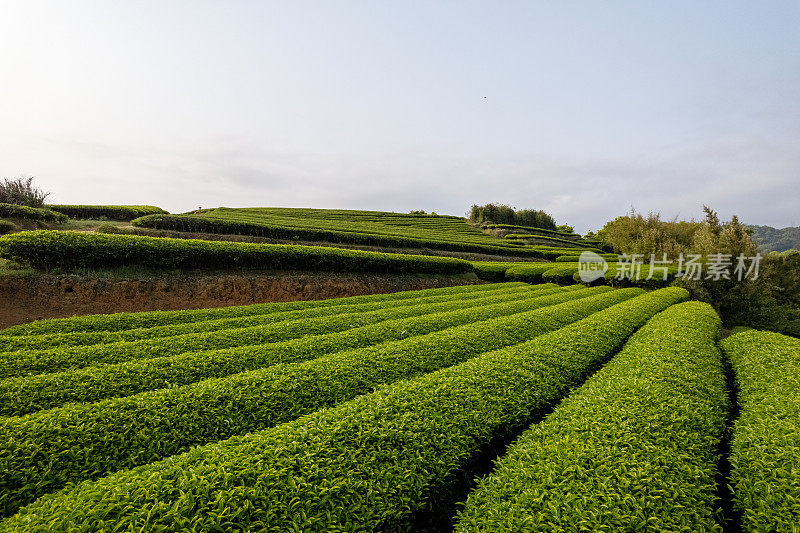 葱郁的茶树