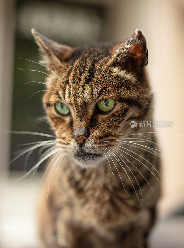 又老又生气的流浪猫。