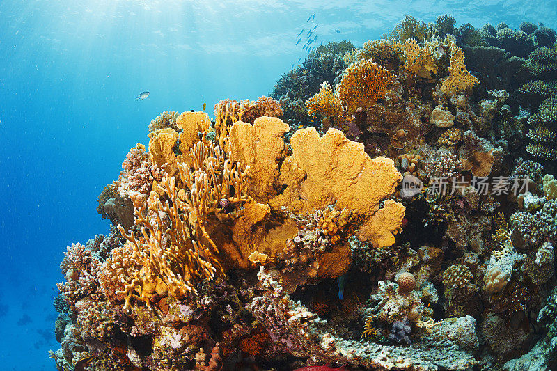 水下照片板火珊瑚-千叶珊瑚，指珊瑚，火珊瑚红海海洋生物珊瑚花园礁