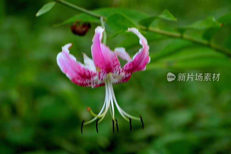 日本百合:精致的百合，有芳香的垂花