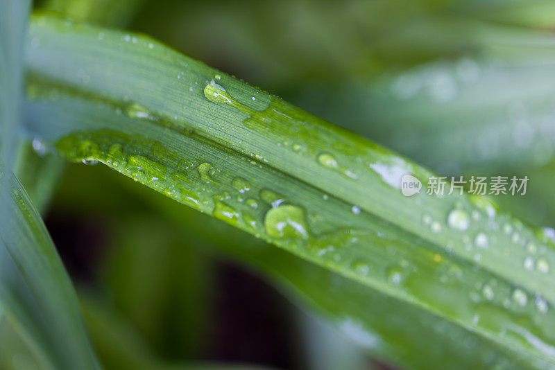 黄花菜的叶子上布满了雨滴