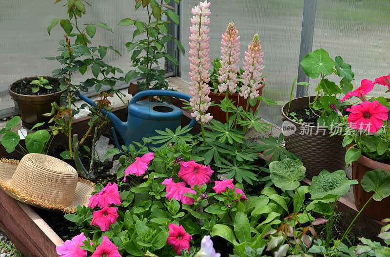 美丽的粉红色羽扇豆和矮牵牛花，帽子和喷壶在温室里。复古的家庭花园和种植对象，植物静物与夏季和春季植物