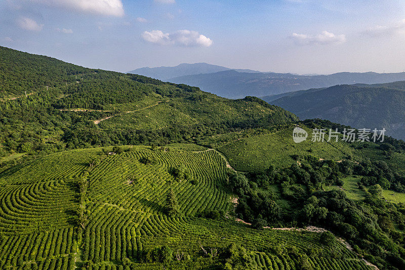 阳光明媚的日子里，山坡上种植园的鸟瞰图