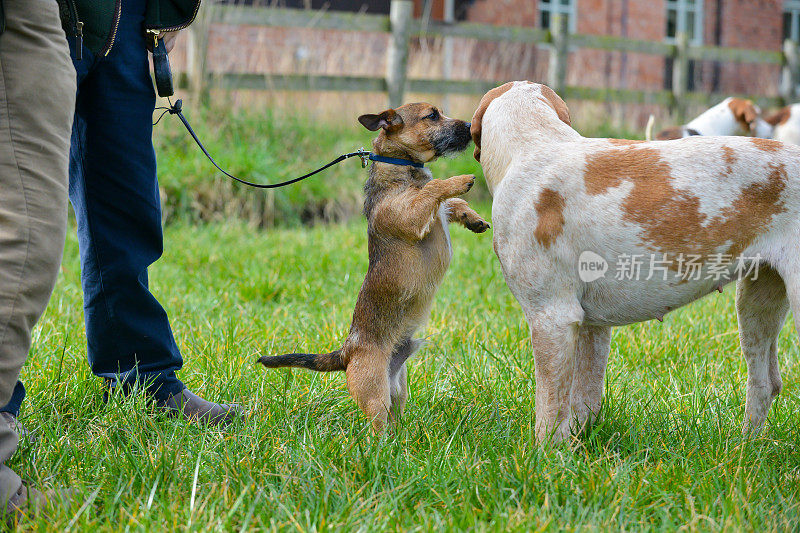 在英国什罗普郡的乡下，一只拴着绳子的小狗站在后腿上，似乎在对着一只准备去猎狐的大猎犬窃窃私语。