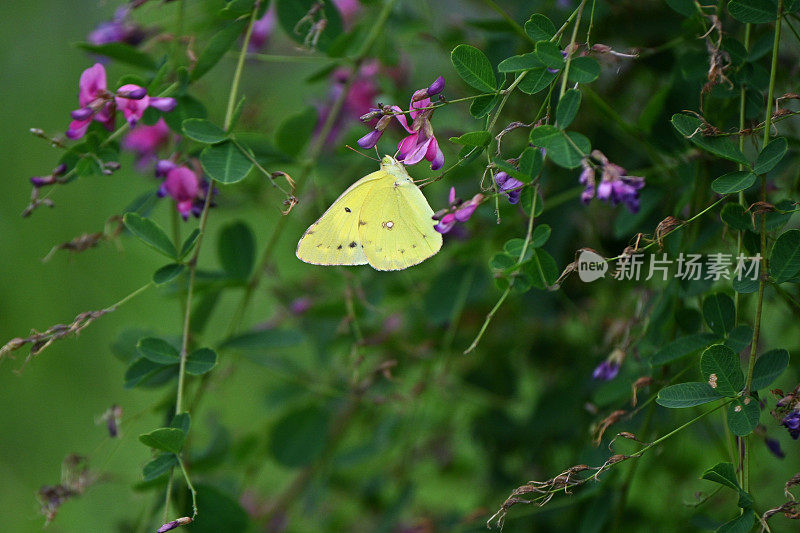 一种东方的淡云状黄色(桔黄色)。鳞翅目粉蝶科。