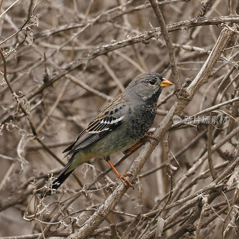 在智利中部，一只单身的雄性哀山雀栖息在荆棘丛中