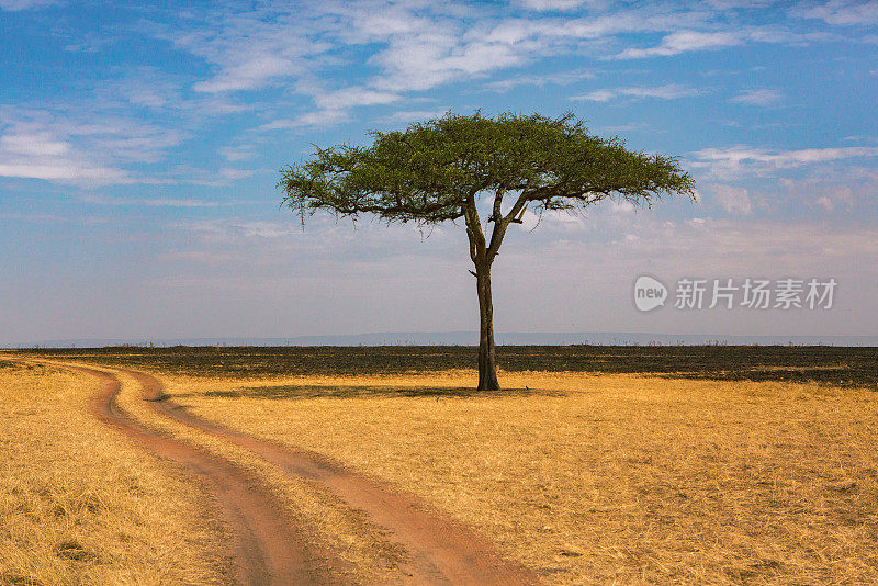 非洲肯尼亚热带稀树草原上的金色草地。