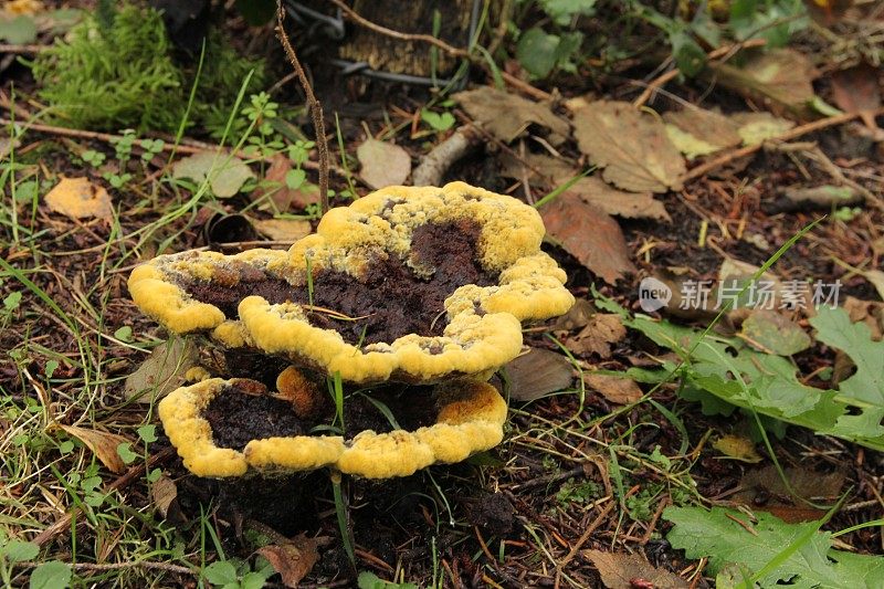 在森林中，一个染色者mazegill支架真菌与美丽的黄色边缘特写