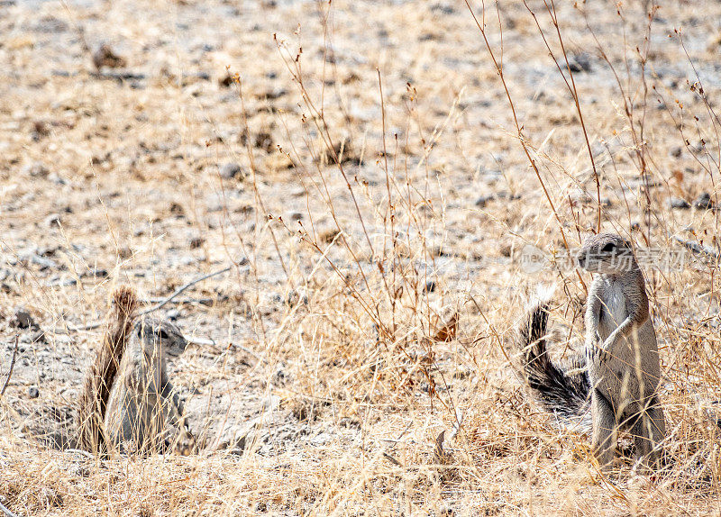 纳米比亚库内地区埃托沙国家公园里的地松鼠