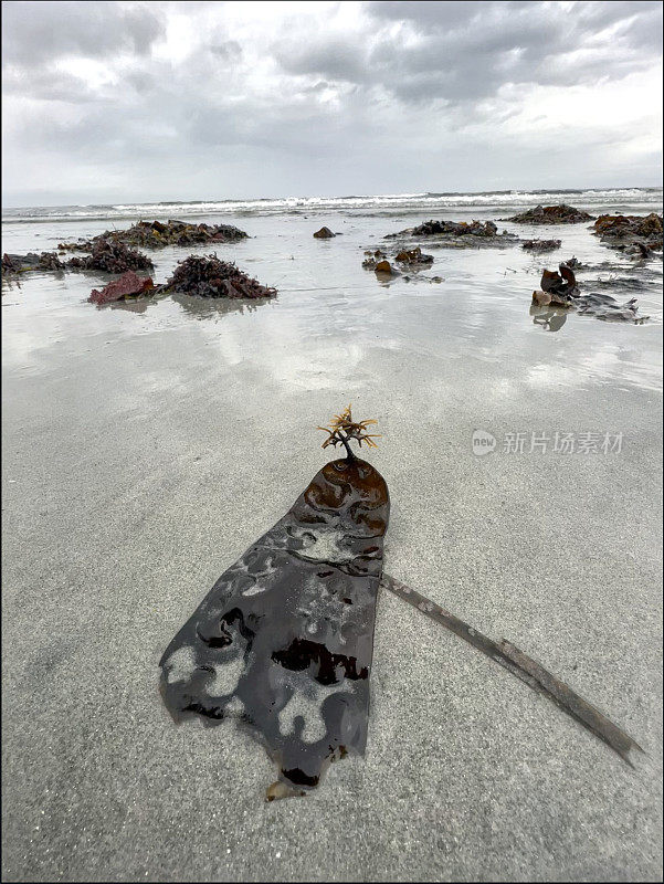 退潮时的海带