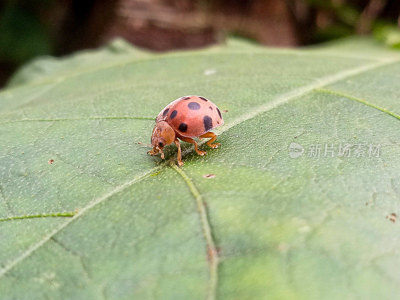 茄子叶上的瓢虫