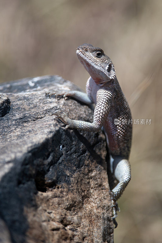在坦桑尼亚恩戈罗恩戈罗国家公园火山口的岩石上，一只雌性阿加玛蜥蜴