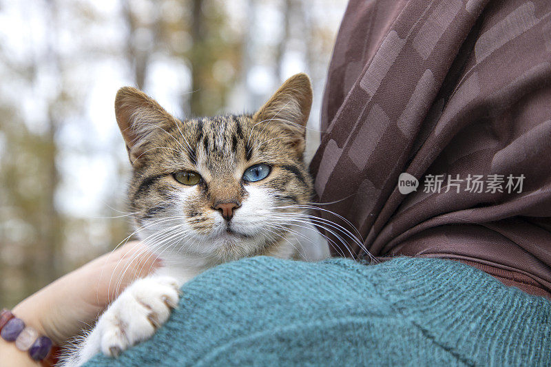 一只绿眼睛和一只蓝眼睛的猫