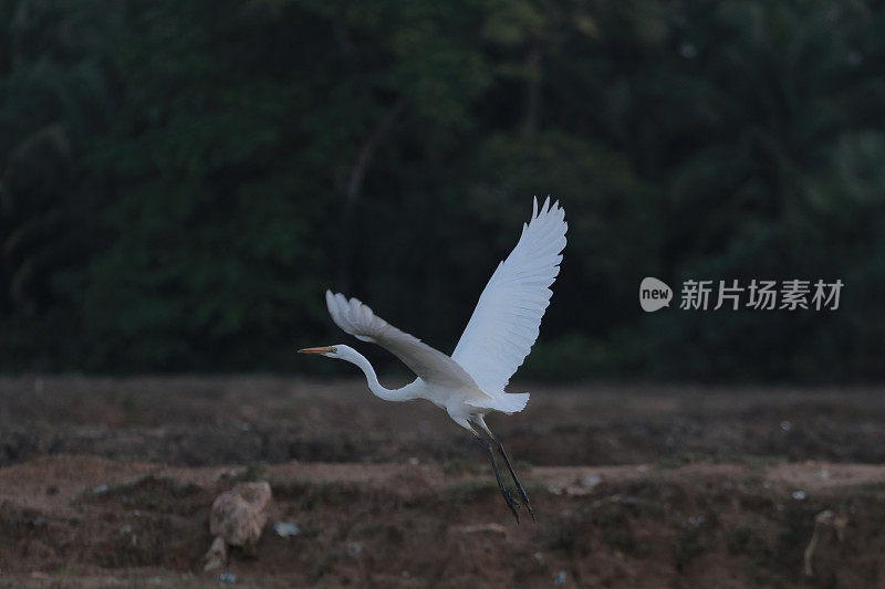 绿地里的白鹭