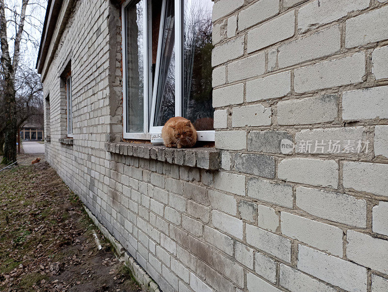 白色硅酸盐砖房外窗台上冬天的红猫。窗户上的一堵墙，猫可以舒服地爬上去。