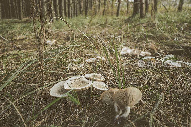 摘蘑菇