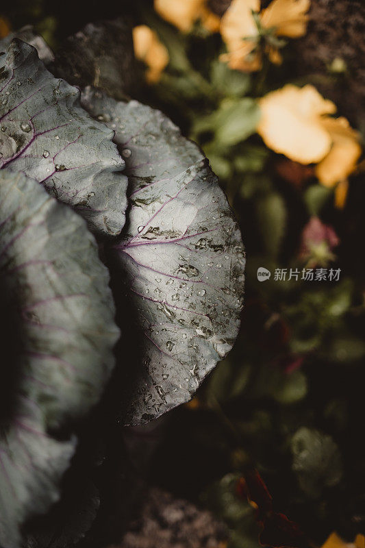 花园里有雨滴的卷心菜