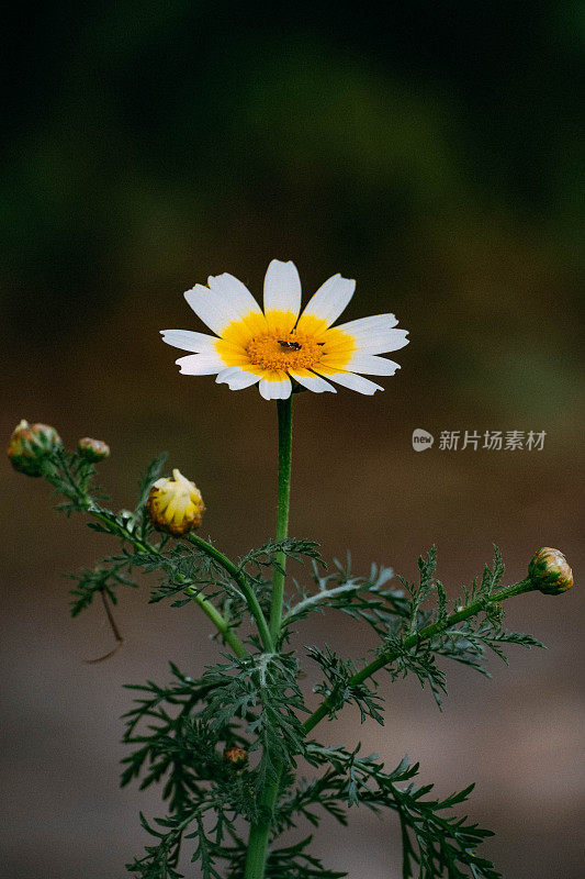 特写冠雏菊菊花