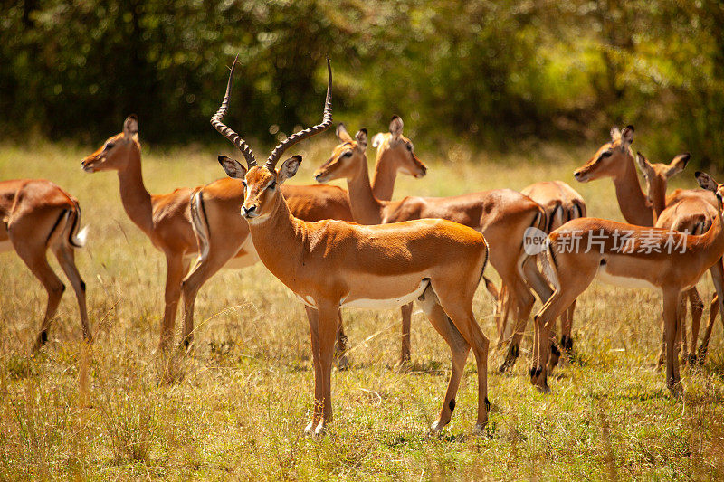 肯尼亚热带稀树草原上的黑斑羚。