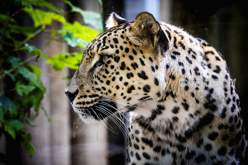 波斯豹:一种威严且极度濒危的大型猫科动物