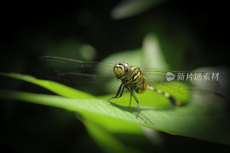 蜻蜓栖息在树叶上