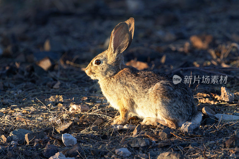 夜光下的一只沙漠小棉尾兔。
