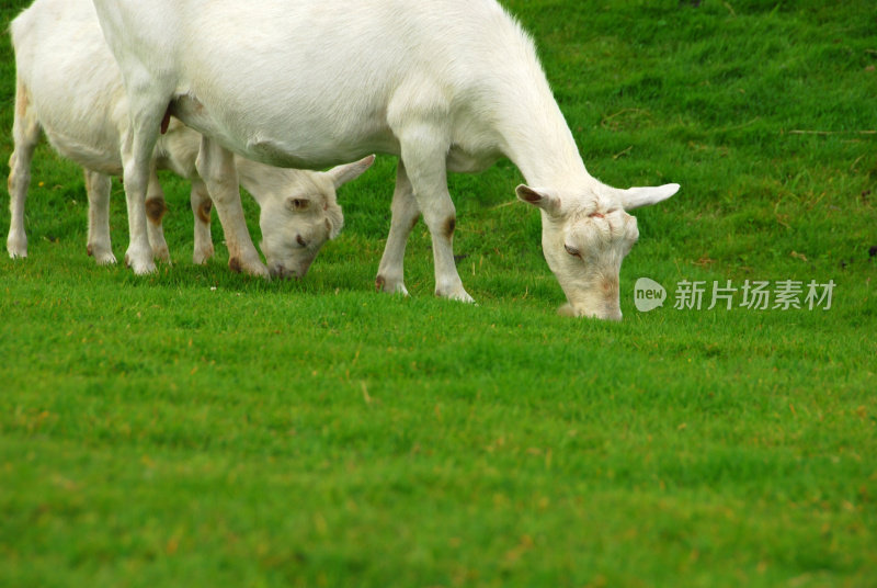 萨能奶山羊放牧山羊