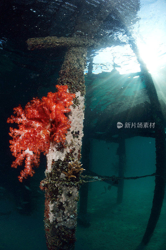 马来西亚西巴丹岛马布尔潜水中心的红色软珊瑚