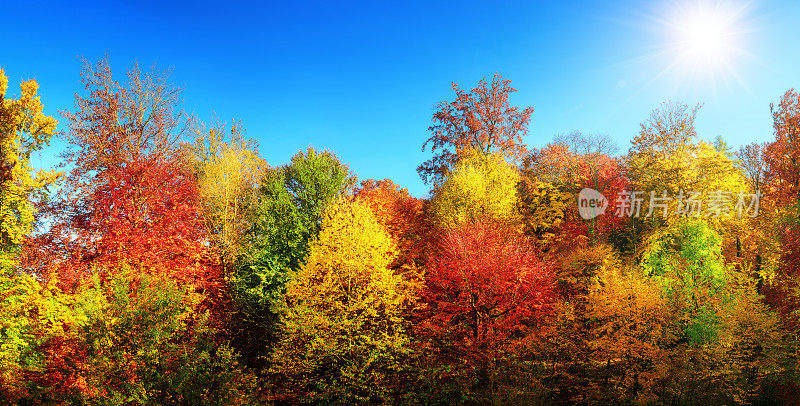 色彩斑斓的树木在秋天最好的天气