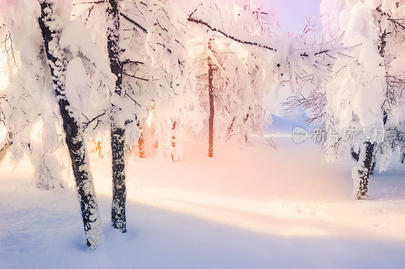 日落时分，冬日森林里白雪覆盖的树木。