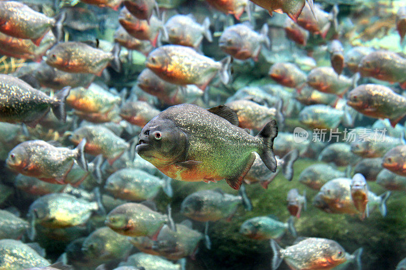 水下游泳的红腹食人鱼。
