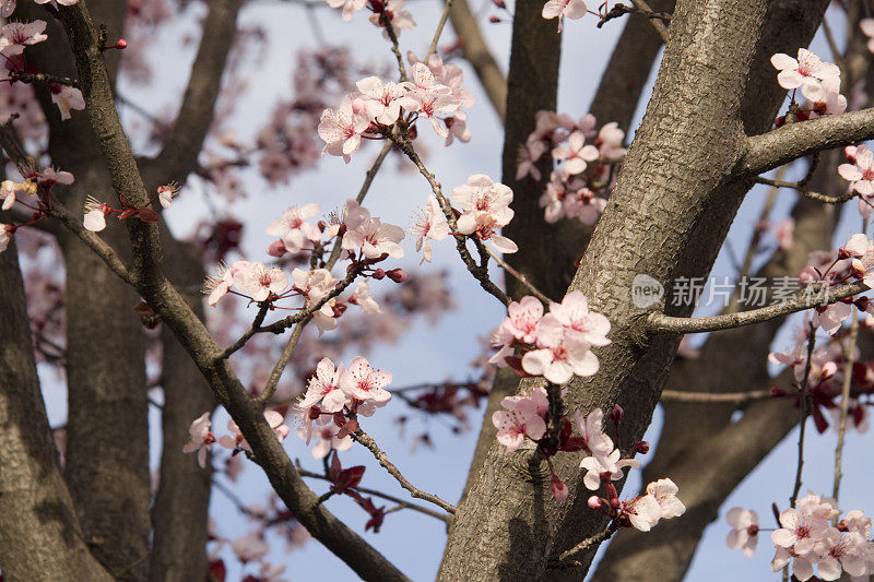 樱花