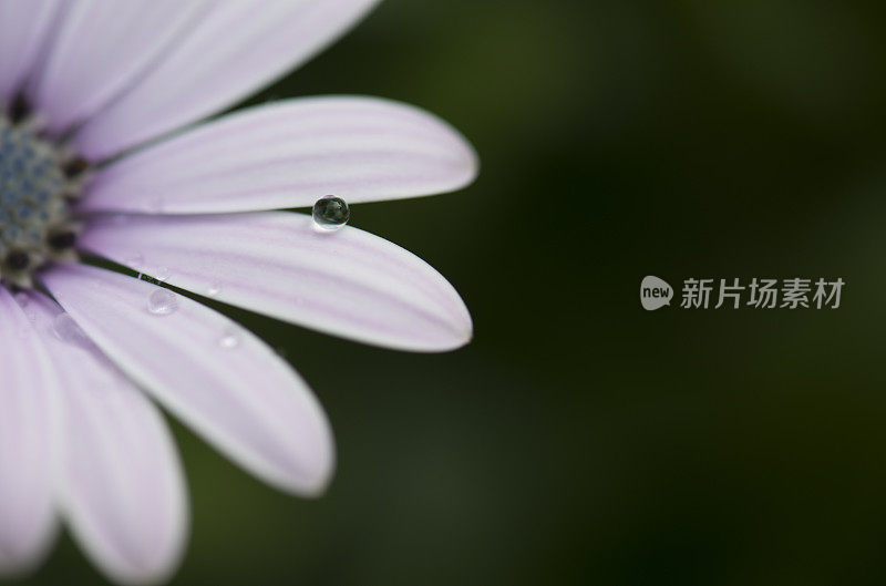 玛格丽特雏菊花头的花瓣和雨滴