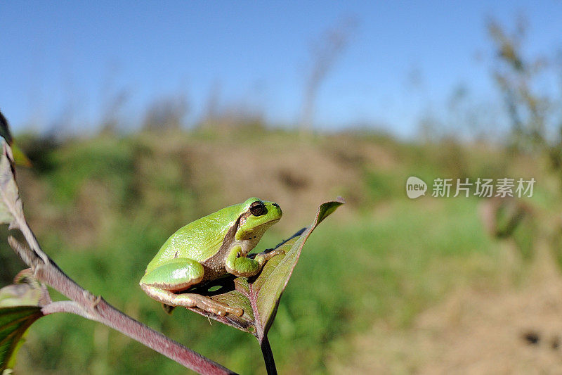 Treefrog(雨蛙媒介物)