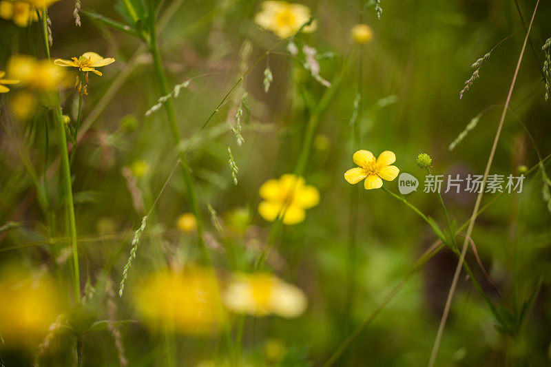 黄色的花